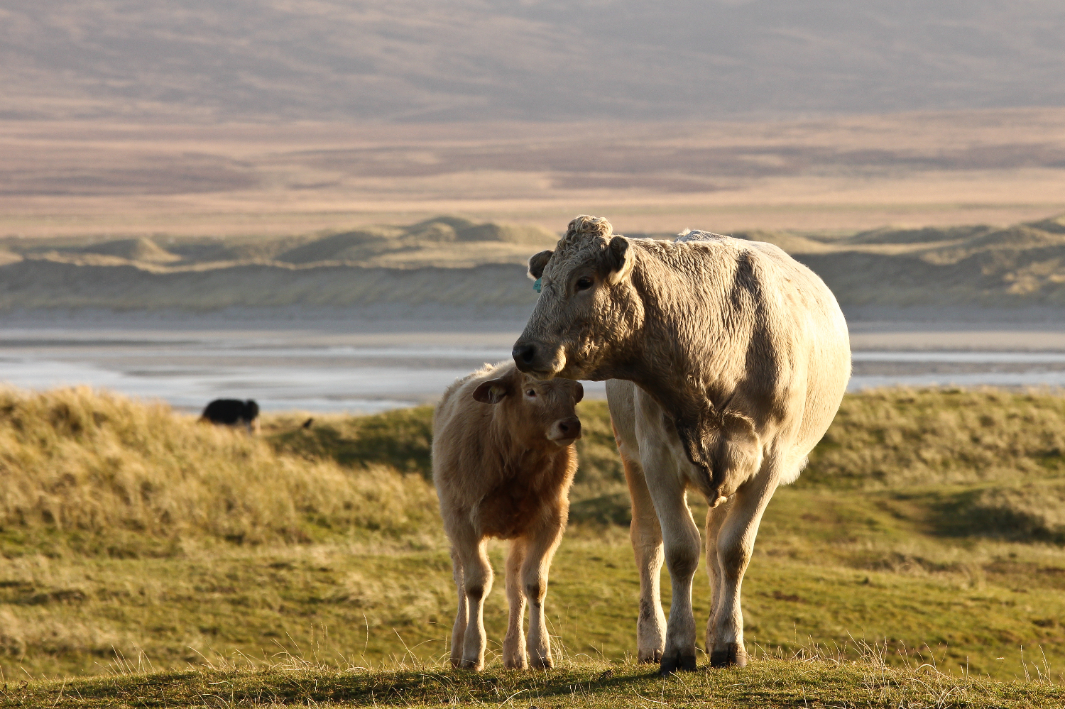 Cow with calf